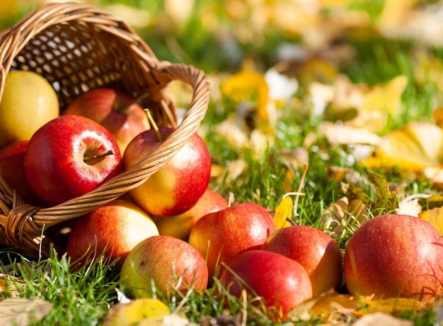 Интересности: 15 фактов о яблоках