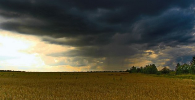 Дожди угрожают заболеваниями посевам украинских аграриев