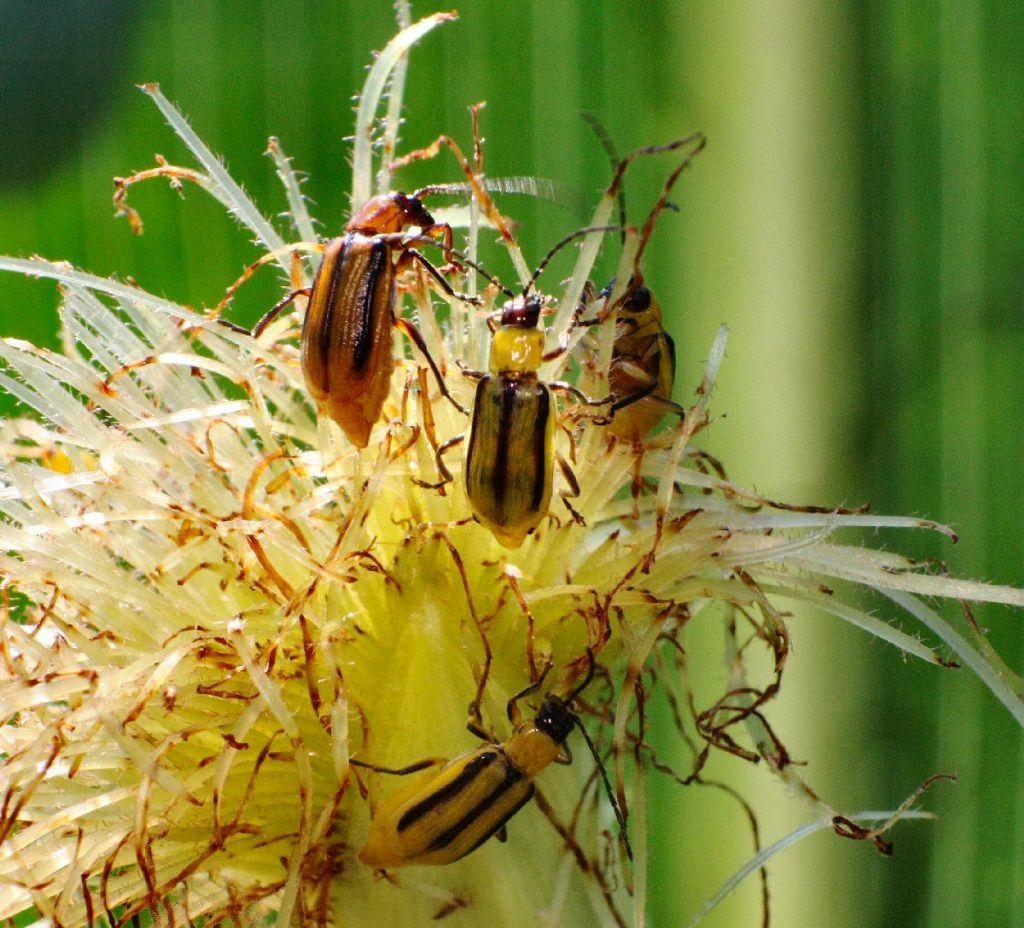 Кукурузный жук диабротика