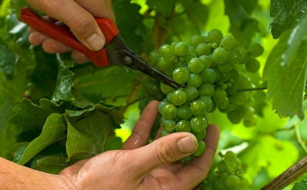 Благодаря in vitro, на Ставрополье гарантируют производство здорового посадочного материала винограда