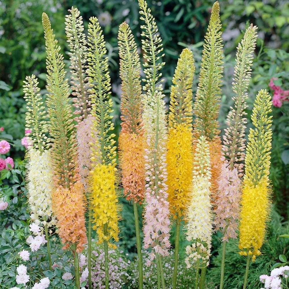Лисий хвост кустарник садовый фото