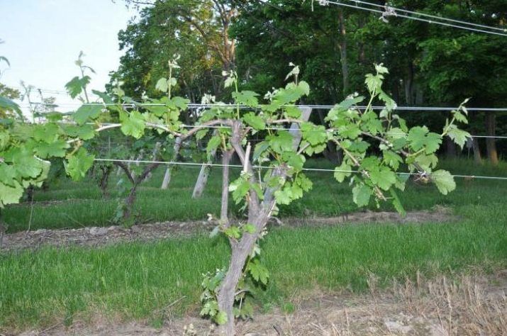 Как правильно подвязывать виноград