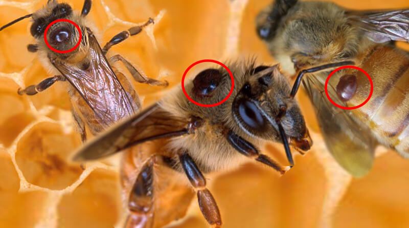 Кліщ Варроа. Комахи шкідники. Паразит на медоносних бджіл. Засоби боротьби з варроатозом у бджіл