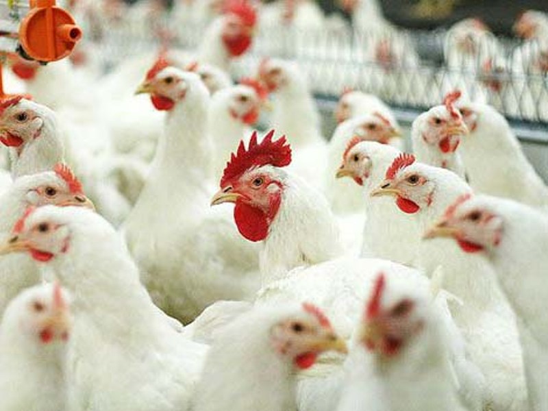 Белорусские птицефабрики предлагают изменить ГОСТы на мясо птицы