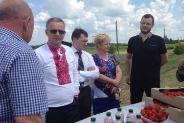 Львовская область может экспортировать клубнику в Европу 