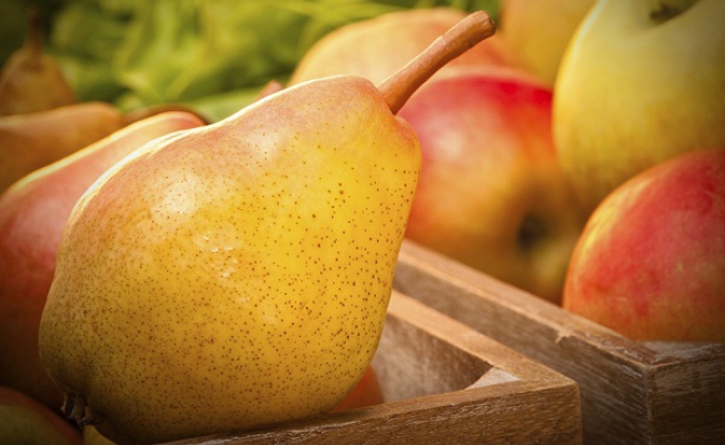 Какими будут реальные потери урожая яблок и груш?