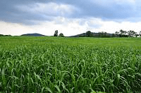 Суданська трава: вирощування, корисні властивості