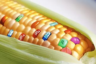 Еврокомиссия одобрила одиннадцать сортов генно-модифицированной кукурузы