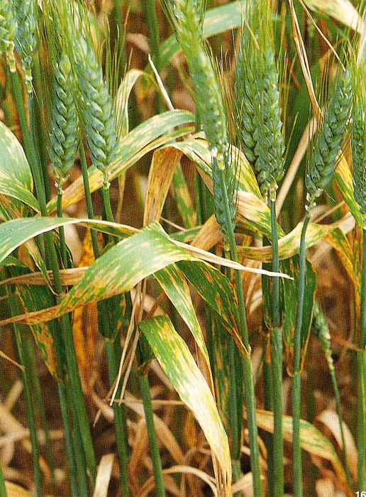 Септориоз пшеницы
