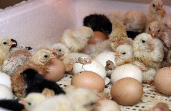 Инкубация яиц сельскохозяйственной птицы