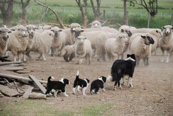 Приотарные собаки: пастушьи и охранные, овчарки, волкодавы