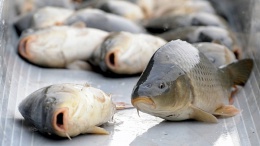 Вылов рыбы в Киевской области не запрещали — Госрыбагентство