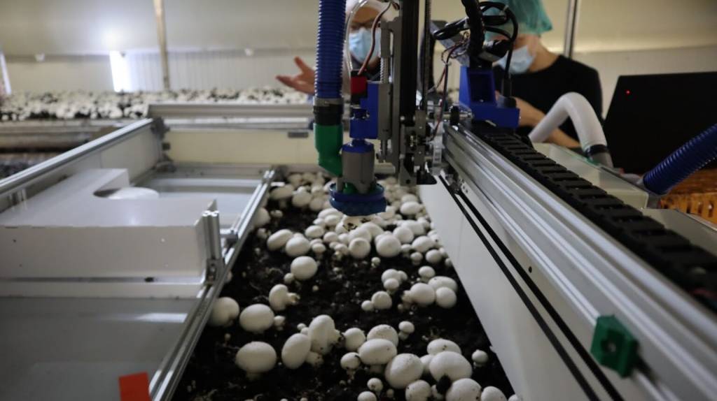 Украинские роботы будут собирать грибы в Америке