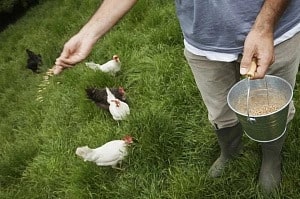 Рацион питания и правила кормления кур на приусадебном участке