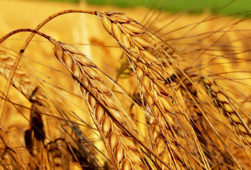 В Херсонской области сократилась урожайность зерновых
