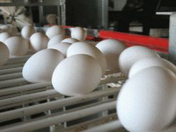 Украина сократила продажи яиц на 19% — Госстат 
