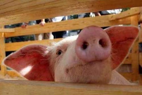 Польским свиноводам грозит крах всей отрасли