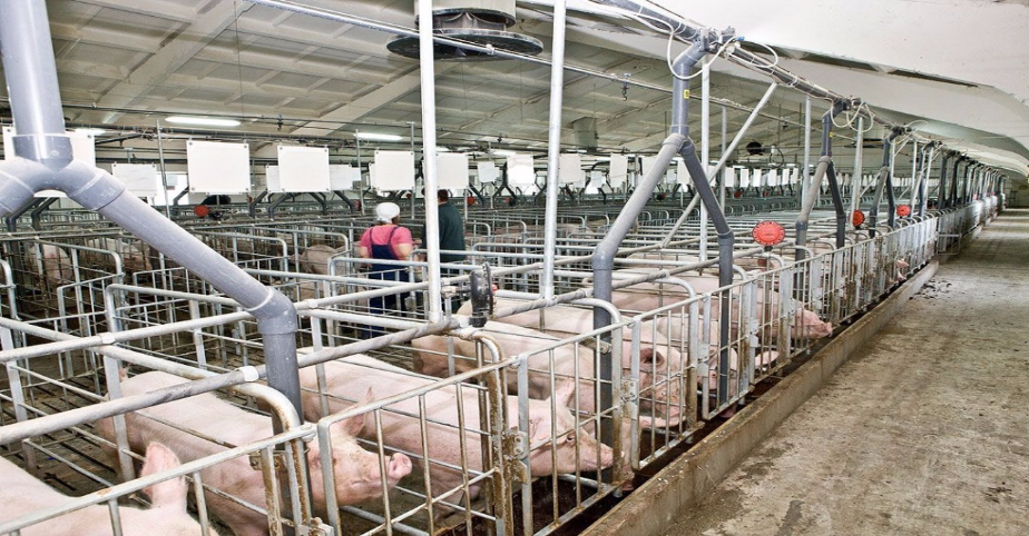 Ассоциация «Свиноводы Украины» выиграла грант на модернизацию свинокомплексов