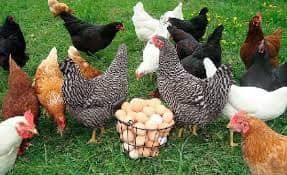Как повысить яичную продуктивность кур