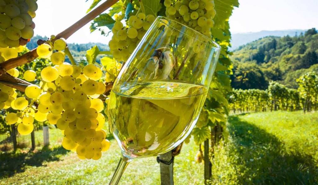 Аномальная жара негативно повлияла на винодельческую отрасль Франции