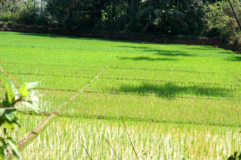 В Херсонской области увеличат посевы риса