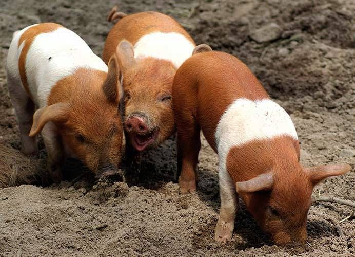 Червона білопояса порода свиней