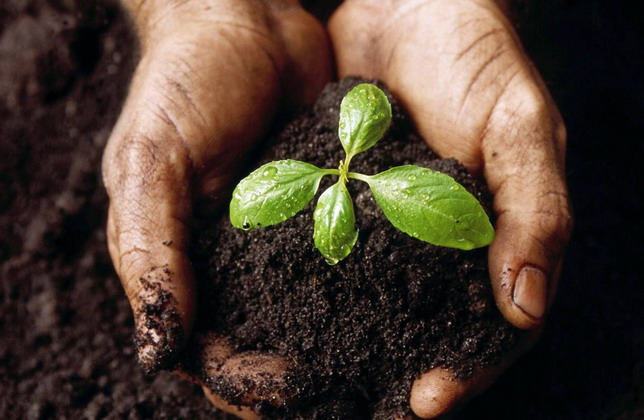 Органические удобрения – важнее, чем кажется