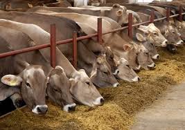 Ароматические и вкусовые добавки для повышения продуктивности сельскохозяйственных животных