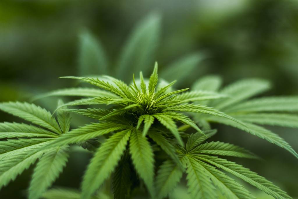 10 растений конопли мужское растение марихуаны курить