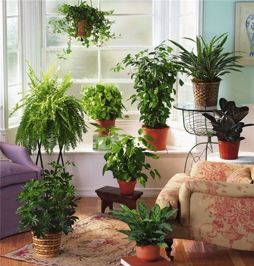 10 комнатных растений, очищающих воздух в помещениях