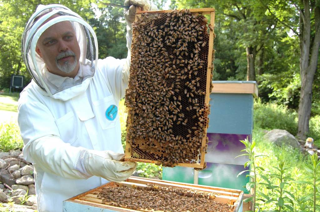 Понад 39 тисяч бджолярів отримають дотацію від держави