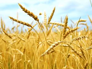 В Казахстане завершилась уборка зерновых культур