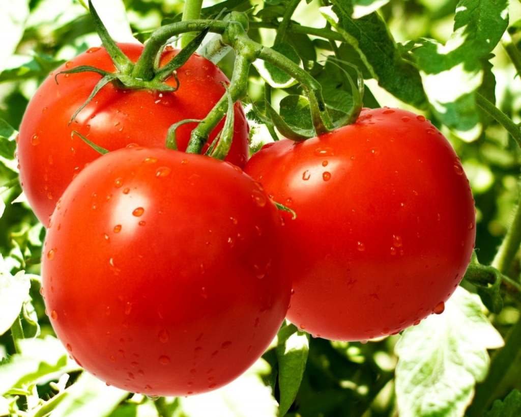 Как и зачем пасынковать помидоры