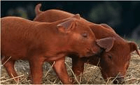Свині породи дюрок