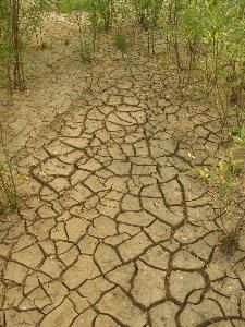 Изменение климата - одна из главных угроз для аграрного сектора Казахстана