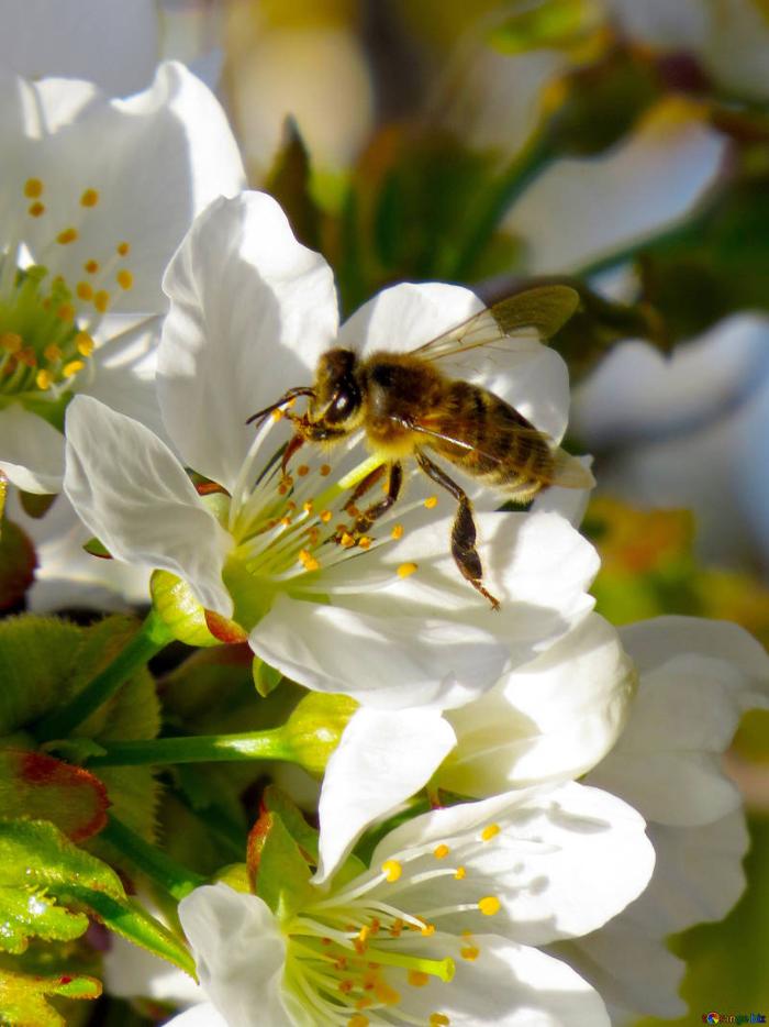 ГМО-бактерия спасет колонии пчел