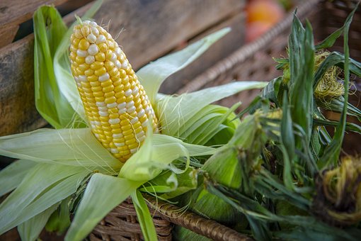34 643 тыс. тонн - кукуруза остается традиционным лидером по годовому валовому сбору зерна