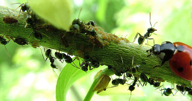 Как избавиться от муравьёв на даче