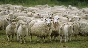 Присадибне вівчарство