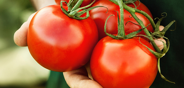 Украинские томаты экспортируют в Беларусь и Польшу