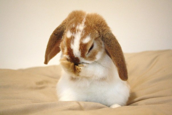 Интересности: 25 фактов о кроликах