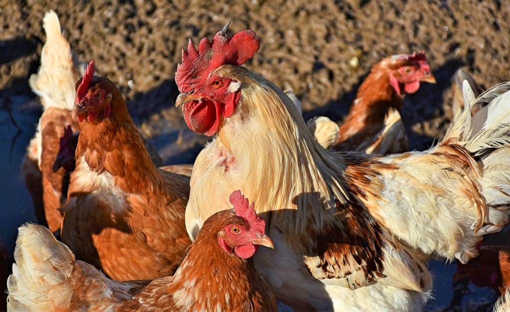 В Николаевской области обнаружен грипп птицы