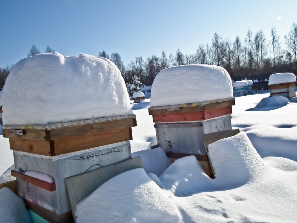 Подготовка пчел к зимнему периоду
