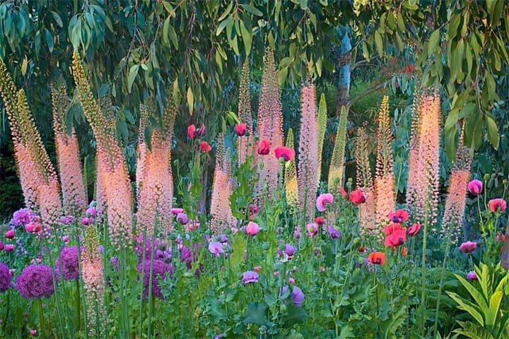 Эремурус – экзотика в весеннем саду