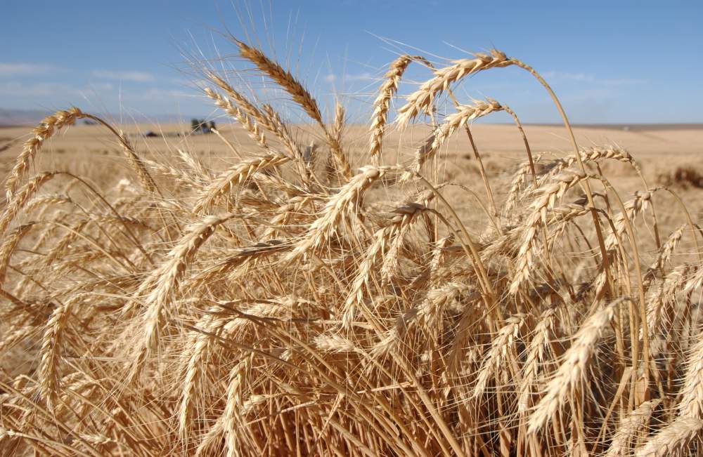 Аграрии Одесской области намолотили больше всего зерна в Украине