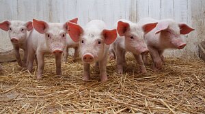 Вирощування свиней у власному господарстві 