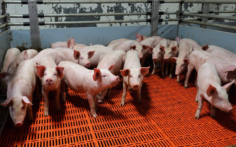 Поголовье свиней в 2017 году сократилось на 9,3%: причины и последствия