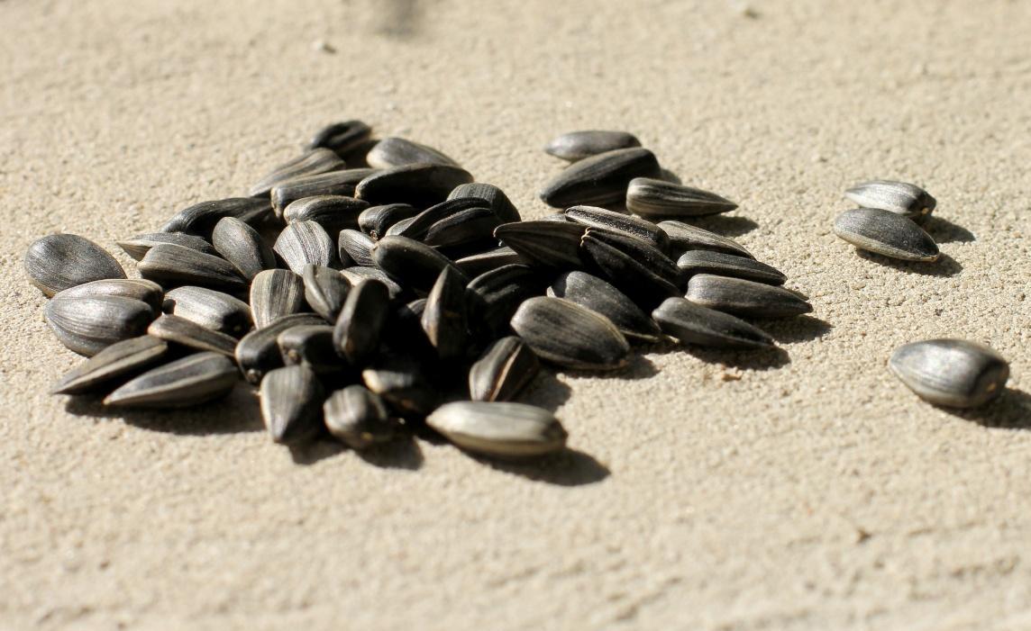 Семена подсолнечника – основной источник мощных канцерогенов