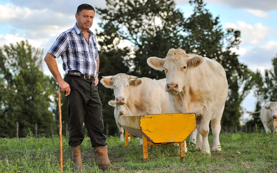 Срок подачи документов для получения дотации на коров продлен до 1 мая