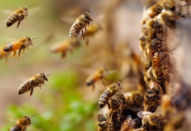Широко используемые инсектициды лишают медоносных пчел способности летать